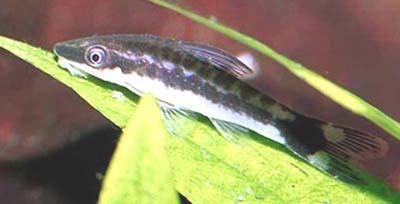 Otocinclus mariae
